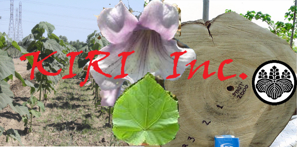 The Kiri Tree yields $500 million per mile in 5 years or $200 Million in 2 years from biomass